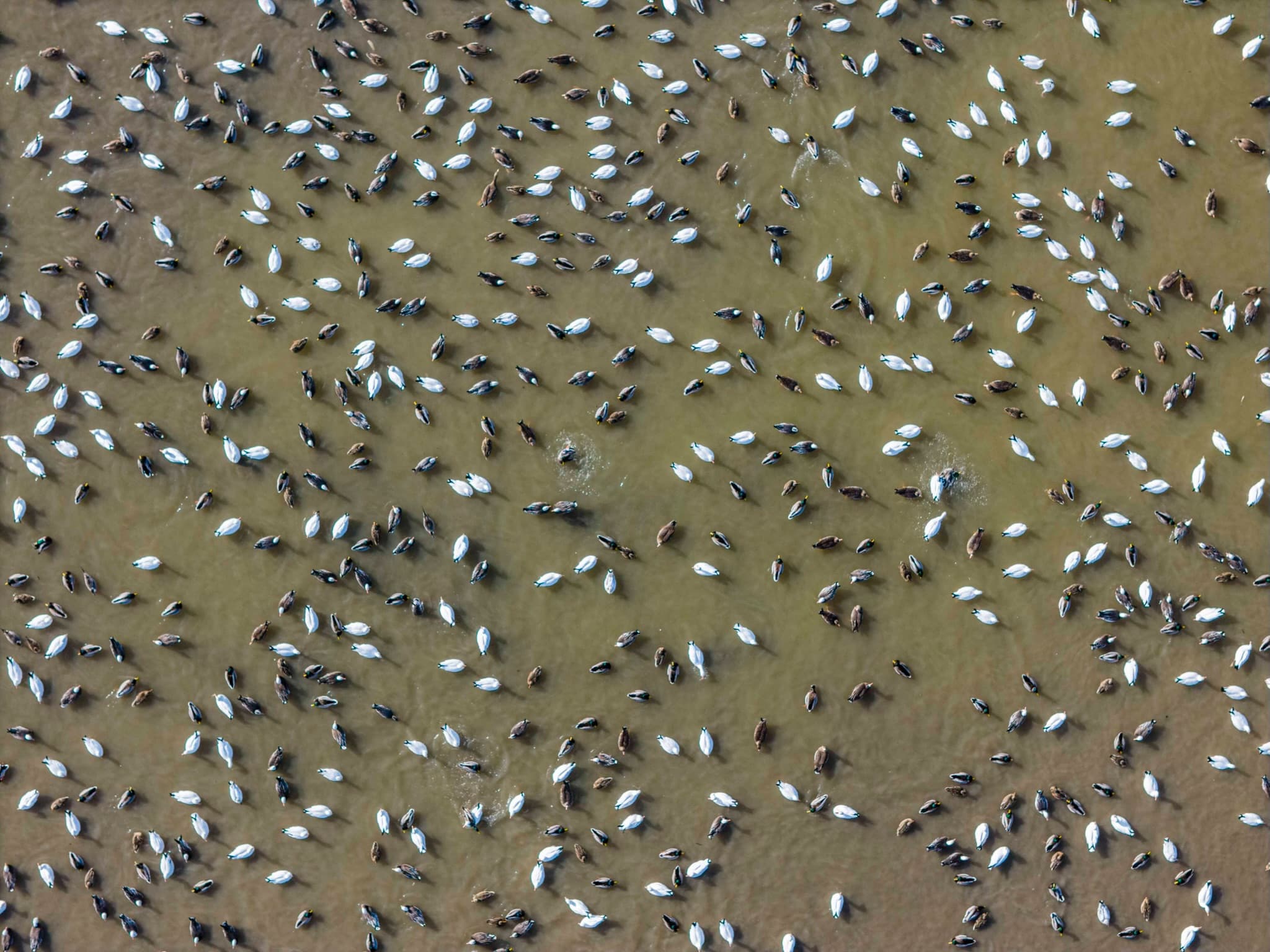 Aerial view of a flock of geese on the water