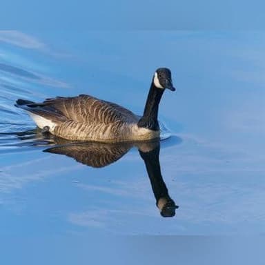 Canada goose — field guide photo
