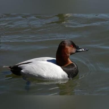 Canvasback drake — field guide photo