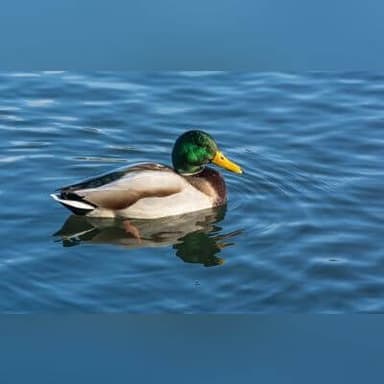 Mallard drake — field guide photo