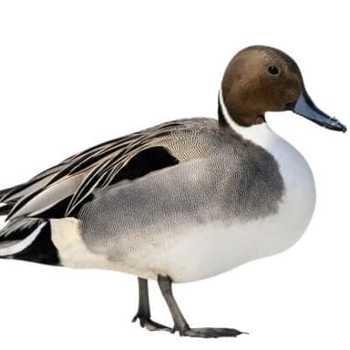 Northern pintail drake — field guide photo