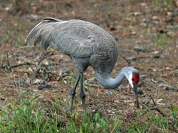 Sandhill crane — legal to hunt in open states