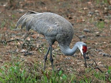 Sandhill crane — field guide photo
