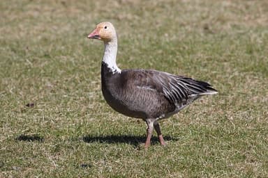 Snow goose — field guide photo