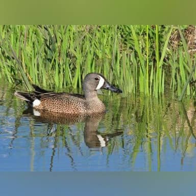 Blue-winged teal drake — field guide photo