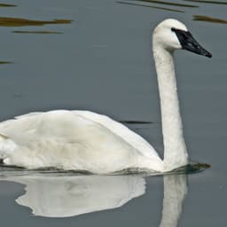 Trumpeter swan — illegal to take except in Montana and North Dakota