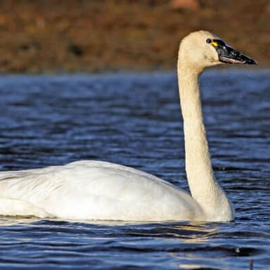 Tundra swan — field guide photo