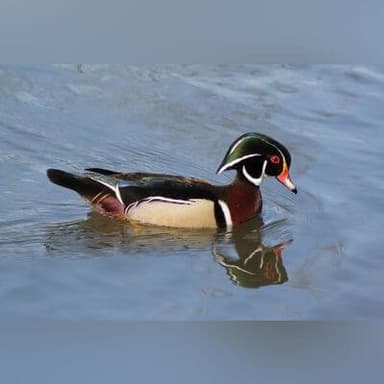 Wood duck drake — field guide photo