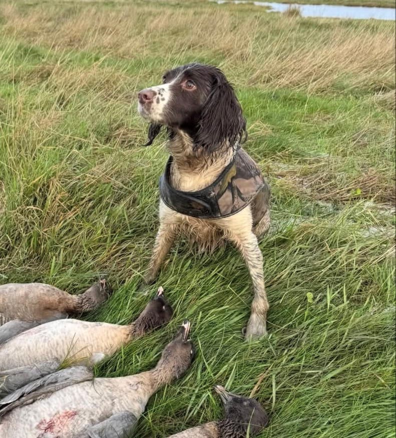 Hunting dog in the field