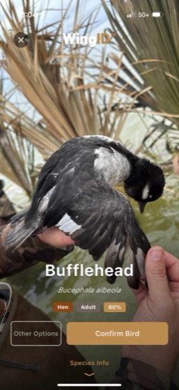 BlindBook Pro — WingID bird identification